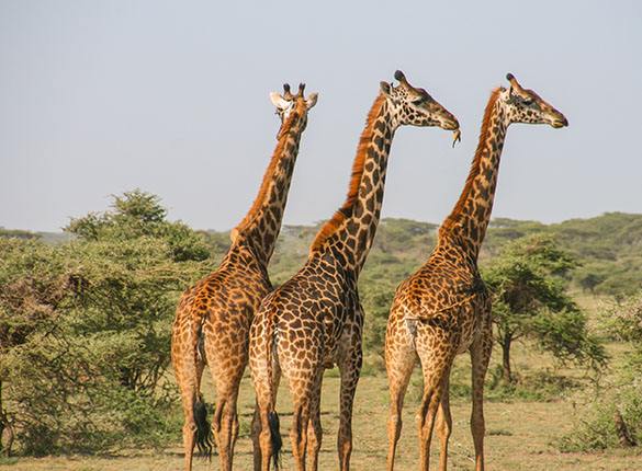 Safari Touren